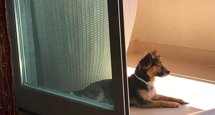 French Door Pet Screen Repair in Venice, FL